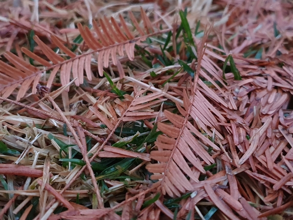 메타세콰이어 나뭇잎